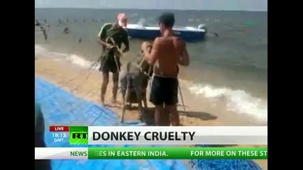 Летящо магаре изненада туристи в русия