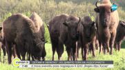 Подредиха 4 тона еленови рога в ДЛС „Воден - Ири Хисар”
