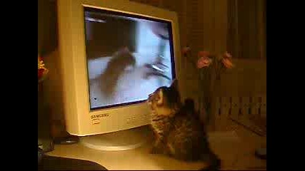 Коте Гледа Други Котки По Телевизора - Смях