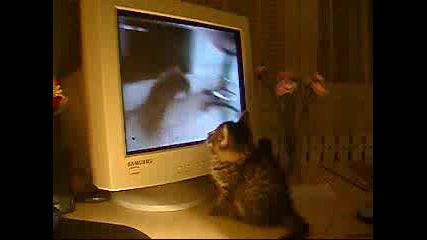 Коте Гледа Други Котки По Телевизора - Смях