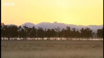 King lion duo and their pride - Bbc wildlife 