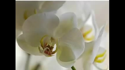 I Love you - Andre Rieu