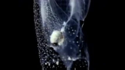 National Geographic - Jelly Plankton