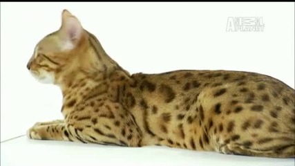 Cats 101_ Bengal