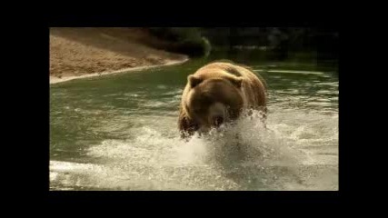 Food Chain - Sony Ericsson