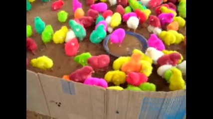 Сладурски шарени пиленца