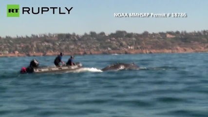 Спасяването на гърбат кит, хванат в рибарски мрежи