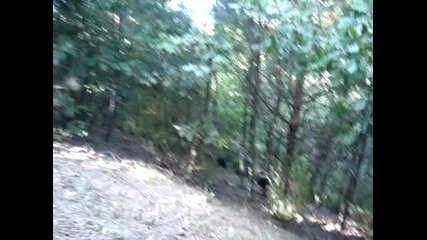арап3 и арап4