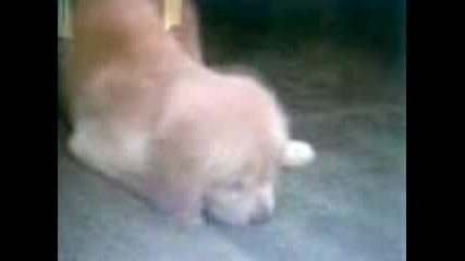 Retriver4e