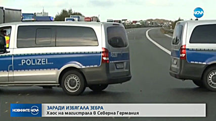 Хаос на магистрала в Северна Германия заради избягала зебра