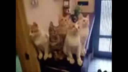 И Още Малко Смях - Забавна Компилация