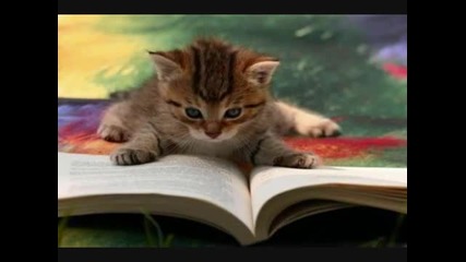 Чело коте книжки 2