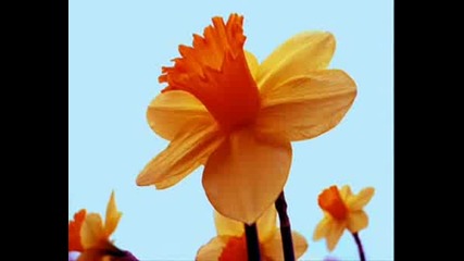 Paul Mauriat - A Flower Is All You Need