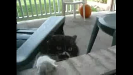 Една луда котка - Смях!!