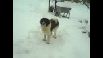 Българско овчарско куче