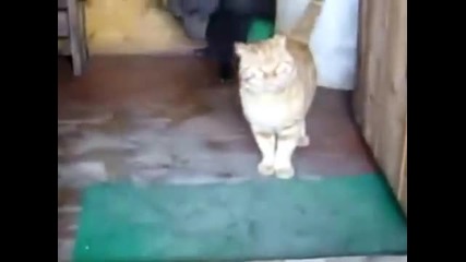 Мече и коте - кой кого повече дразни?