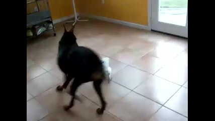 Куче Получава Урок !