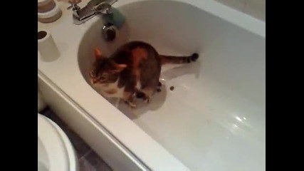 котка се облекчи във вана (смях)