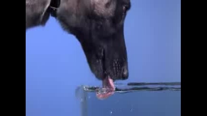 Time Warp - Dog Drinking ( Как Куче пие Вода на забавен кадър)