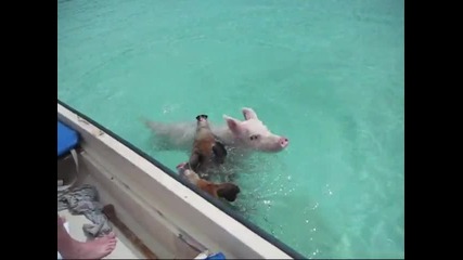 Плуващи свине на Бахамите! 