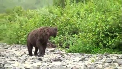 Близка среща с Дива Мечка