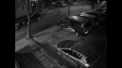 В центъра на София няма бездомни кучета..почти