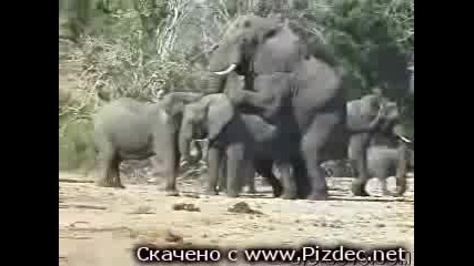 Слонове Се Чифтосват - Смях 