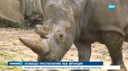 Бракониери убиха носорог във френски зоопарк