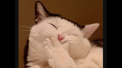 Very Funny Cats! 