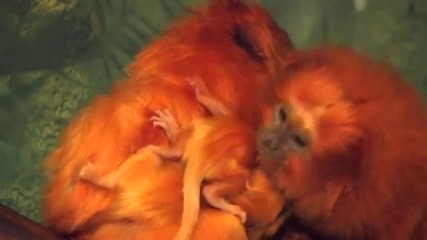 Golden Lion Tamarin Babies