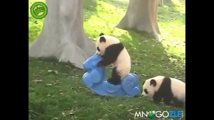 Малка панда се катурва от люлка !!! Смях