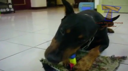 Компилация Смях ! - Funny mad dogs - Funny dog compilation (720p)