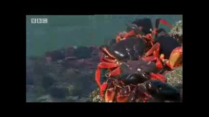 Bbc Cuban Red Crab Invasion - Wild Caribbean 