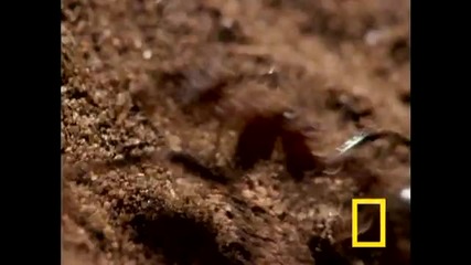 Antlion Death Trap
