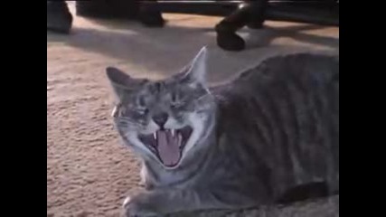 луда котка