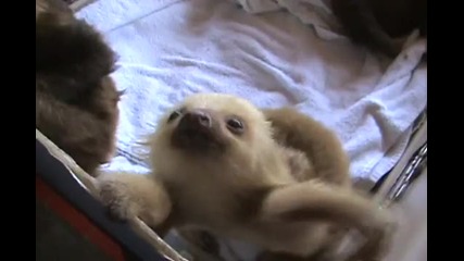 Два сладки малки ленивеца!
