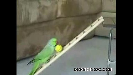 Невероятно умен папагал 