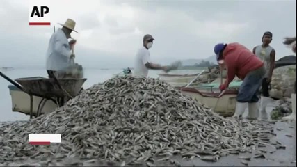 Тонове мъртва риба изкараха от мексиканско езеро