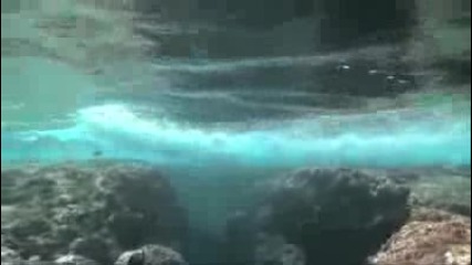 Shark Eden 