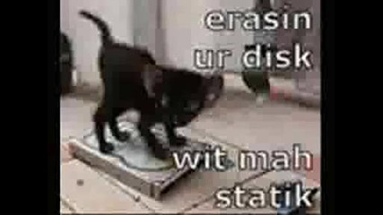 funny cats 3 lol