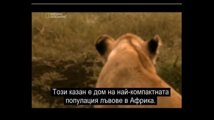 Животът на Лъвовете част 1 