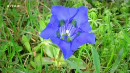 Yanni - A Love For Life (hq Sound)_(360p)