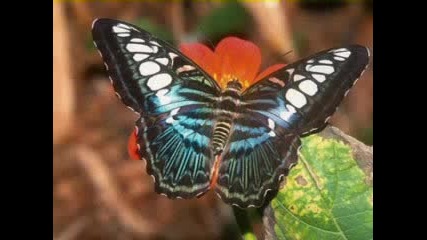 Yanni - Spring dream
