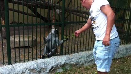 Маимунка в zoo софия ..смях