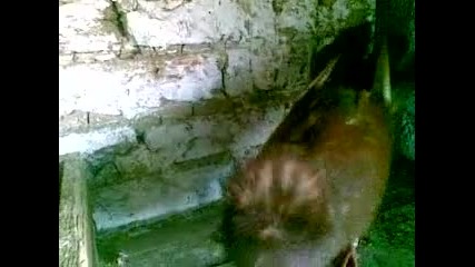 паламарски гълъби на гюрсел от киченица