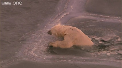 Полярна мечка на тънък лед