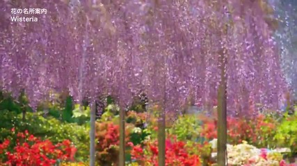 * Релакс * Япония - Ashikaga Flower Garden