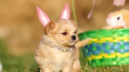 Сладки малки кученца, пиленца и зайчета празнуват Великден