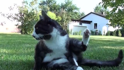 Котка Релаксира с Йога