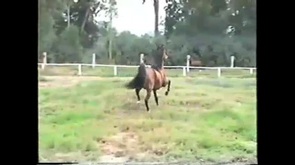 Peruvian Paso Horse - Rancho Paseo del Traza 
